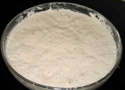 ׳©׳‚ײ°׳�׳•ײ¹׳¨ (sבµ�or: starter dough, sponge dough)